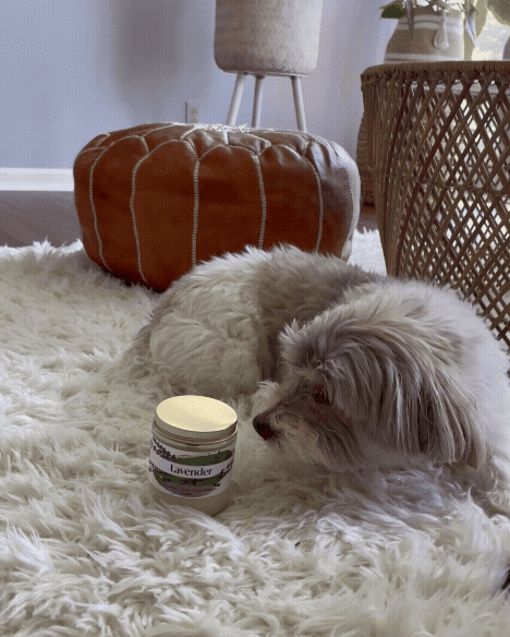 Dog sniffing a scented candle